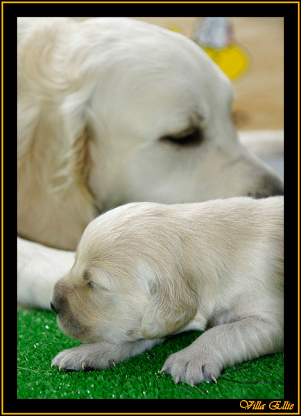 comprar golden retriever villa ellie